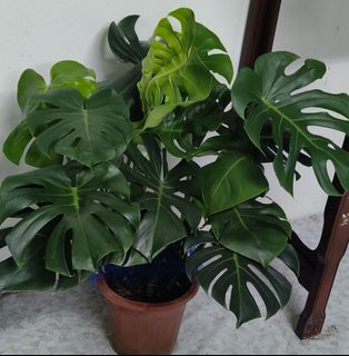 (Category: ) located in . Submitted by jtflorist (Listing ID 1468396133, Image 1). Description: .