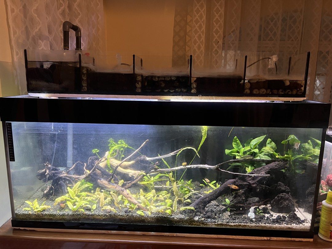 44 Gallon Custom Aquarium (Category: Homes & Other Pet Accessories) located in Dasmarinas. Submitted by yvsglrne (Listing ID 1468446411, Image 3). Description: Custom Size Aquarium (44 gallons) All-in deal, READ FIRST. Hindi ka na talo diyan, instant full set-up na yan. Tank Dimensions: 40 in x 15 in x 17 in Overhead Sump Dimensions: 40 in x 6 in x 6 in (5 stages) Inclusions: - Aquarium Pump - Approx 10 kgs of aquasoil - Approx 6 kgs of white san