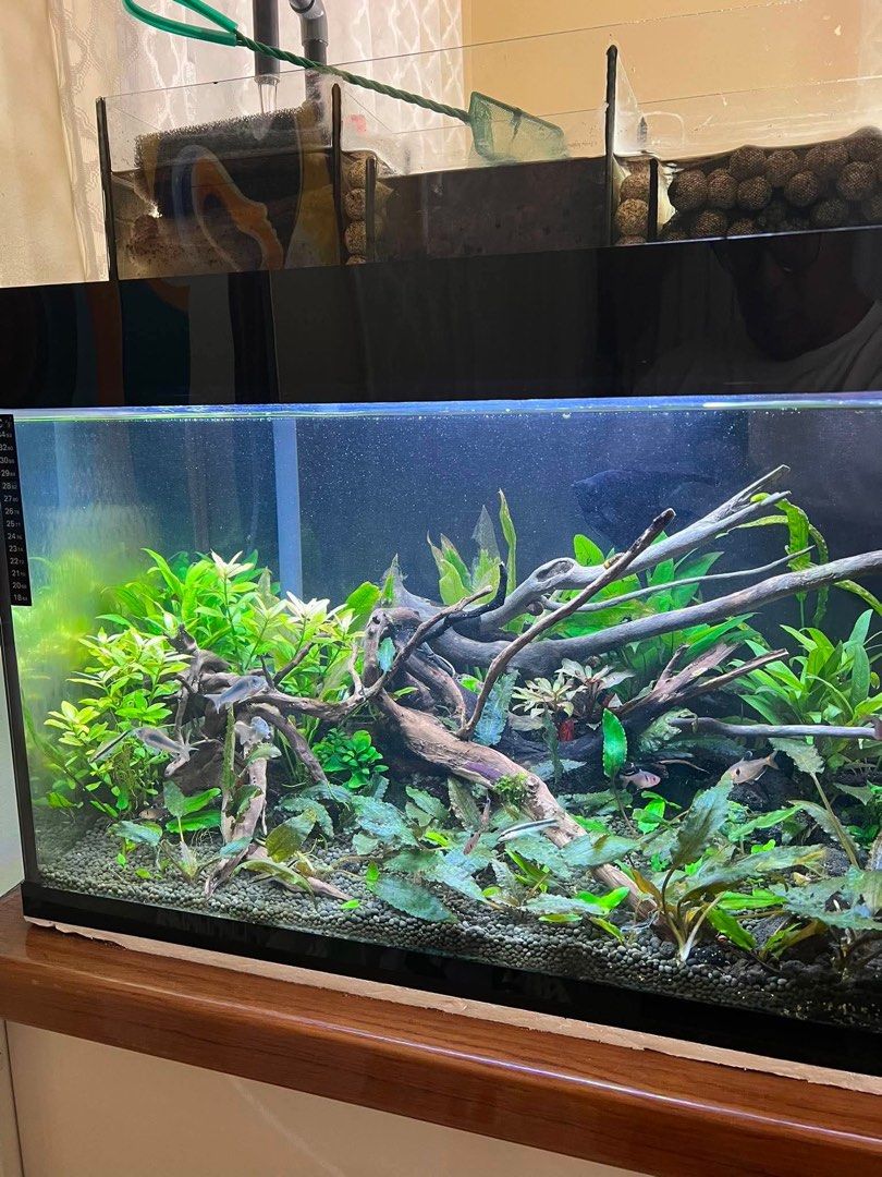 44 Gallon Custom Aquarium (Category: Homes & Other Pet Accessories) located in Dasmarinas. Submitted by yvsglrne (Listing ID 1468446411, Image 2). Description: Custom Size Aquarium (44 gallons) All-in deal, READ FIRST. Hindi ka na talo diyan, instant full set-up na yan. Tank Dimensions: 40 in x 15 in x 17 in Overhead Sump Dimensions: 40 in x 6 in x 6 in (5 stages) Inclusions: - Aquarium Pump - Approx 10 kgs of aquasoil - Approx 6 kgs of white san