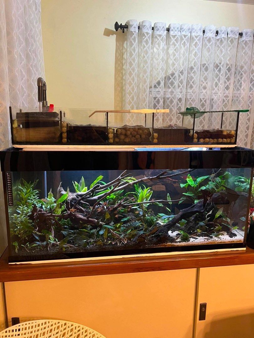 44 Gallon Custom Aquarium (Category: Homes & Other Pet Accessories) located in Dasmarinas. Submitted by yvsglrne (Listing ID 1468446411, Image 1). Description: Custom Size Aquarium (44 gallons) All-in deal, READ FIRST. Hindi ka na talo diyan, instant full set-up na yan. Tank Dimensions: 40 in x 15 in x 17 in Overhead Sump Dimensions: 40 in x 6 in x 6 in (5 stages) Inclusions: - Aquarium Pump - Approx 10 kgs of aquasoil - Approx 6 kgs of white san