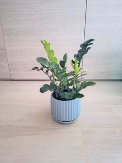 （分類：）位於 。 由 kenchan221 提交（商品編號 1467846897，圖片 1）。簡介： 。