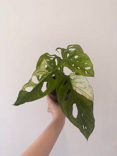 （分類：）位於 。 由 grassiashk 提交（商品編號 1468433165，圖片 1）。簡介： 。