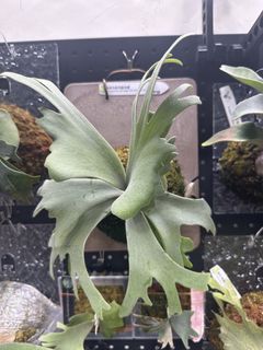 （分類：）位於 。 由 komoreb1_ 提交（商品編號 1468349801，圖片 1）。簡介： 。