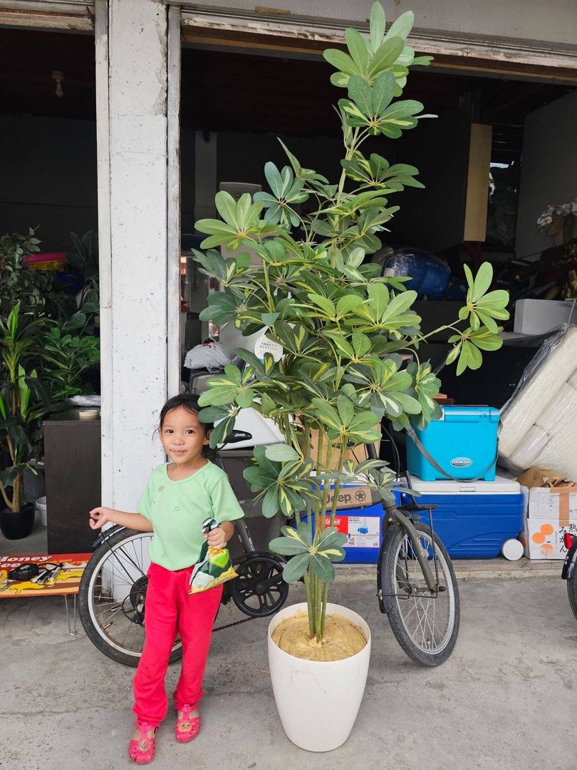 ARTIFICIAL PLANT (Category: Artificial Plants & Flowers) located in Sablan. Submitted by gongonshelley12 (Listing ID 1468319699, Image 2). Description: NEW ARRIVAL!!! FIRST TO PAY, FIX PRICE ORIGINAL JAPAN 6 FT TALL ARTIFICIAL PLANT SOBRANG GANDA NITO SWERTE MAKAKAKUHA JAPAN SURPLUS LIKE NEW CONDITION PARANG TOTOONG PLANT, HINDI HALATA NA ARTIFICIAL GANDA NITO PANG DISPLAY SA HOUSE NIYO, RESTAURANT OR COFFEE SHOP SWERTE MAKAKA MINE, PANG MAYAMAN.