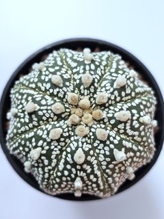 (Category: ) located in . Submitted by all4cactus (Listing ID 1468318962, Image 1). Description: .