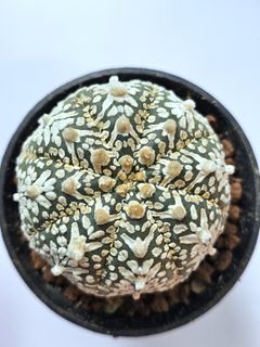 (Category: ) located in . Submitted by all4cactus (Listing ID 1468320235, Image 1). Description: .