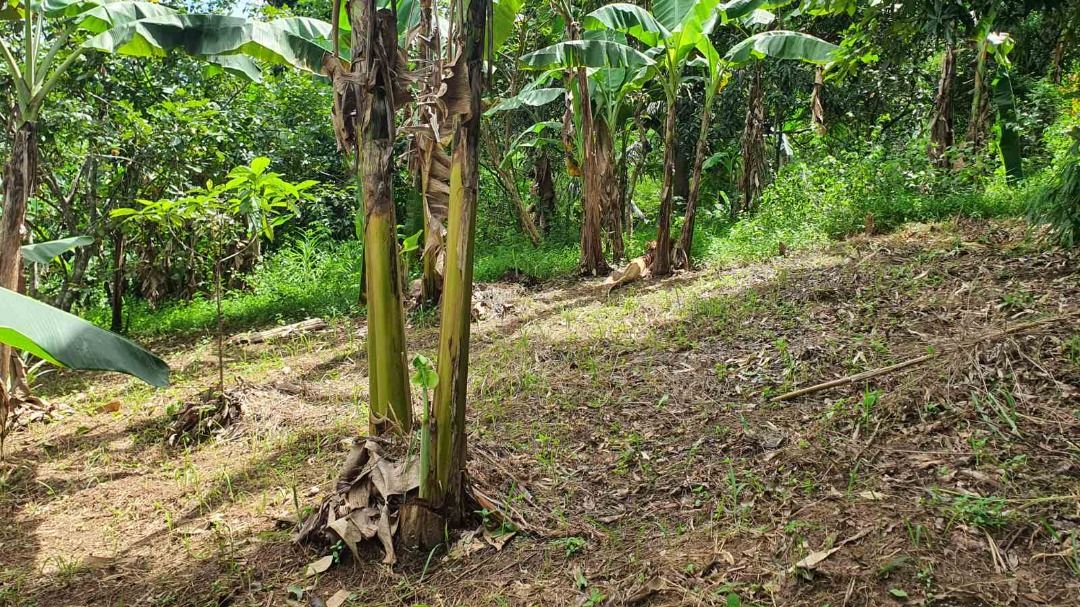 boso boso lot for sale (Category: Lot) located in Caloocan City. Submitted by wiseriver_9fcc38 (Listing ID 1468302396, Image 2). Description: 🌿 DIRECT MOTIVATED SELLER: 1.1-HECTARE PRIME LOT IN BOSO-BOSO, ANTIPOLO! 🌿 Looking for an expansive parcel of land near Metro Manila for a private family estate, eco-resort, glamping site, or agricultural farm? 📍 Exact Location: Carnation Street, Boso-Boso, Brgy. San Jose, Antipolo City, Rizal 📐 Lot Are
