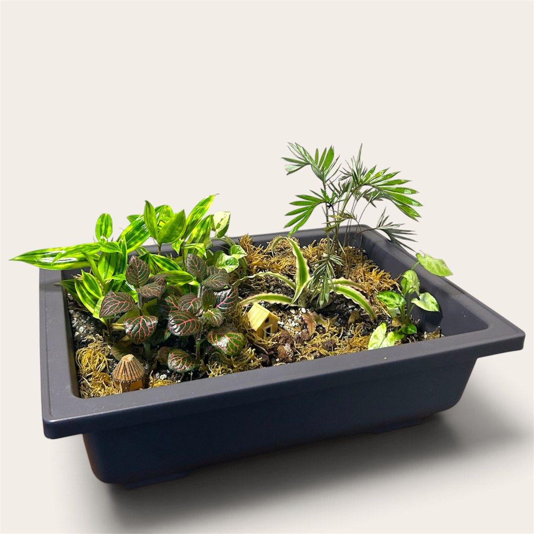 Dish Garden (Category: Artificial Plants & Flowers) located in Makati City. Submitted by renansm (Listing ID 1468407793, Image 2). Description: 🌿 The Potted Tropics 🌿 Style your space. Bring nature home. Pricelist Model 1 - Php 4,000 Model 2 - Php 3,000 Model 3 - Php 3,500 Model 4 - Php 3,500 Location: Makati 🚚 FREE SHIPPING around Makati, Manila, Mandaluyong, Pasay, and selected parts of Quezon City! 📩 DM us now to get yours!.