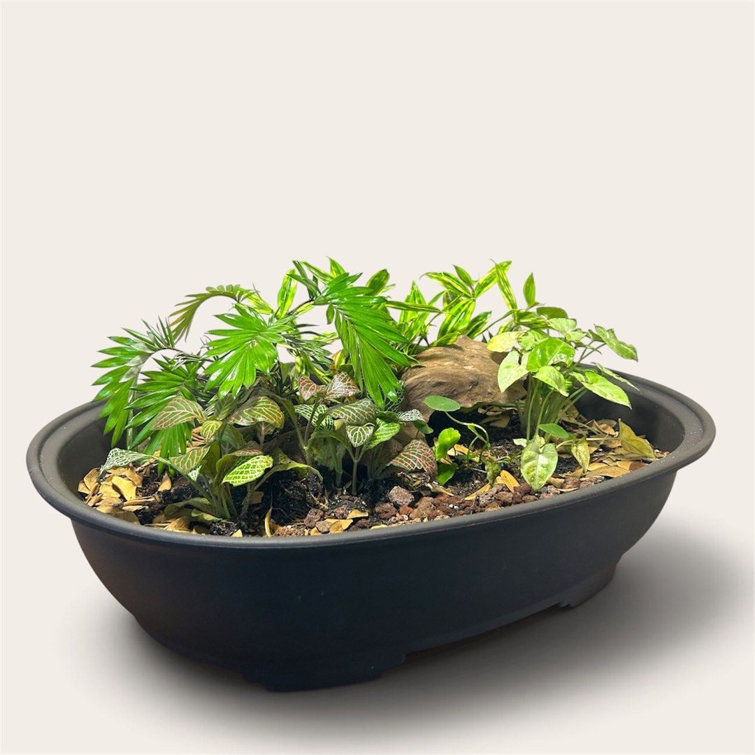 Dish Garden (Category: Artificial Plants & Flowers) located in Makati City. Submitted by renansm (Listing ID 1468407881, Image 2). Description: 🌿 The Potted Tropics 🌿 Style your space. Bring nature home. Pricelist Model 1 - Php 4,000 Model 2 - Php 3,000 Model 3 - Php 3,500 Model 4 - Php 3,500 Location: Makati 🚚 FREE SHIPPING around Makati, Manila, Mandaluyong, Pasay, and selected parts of Quezon City! 📩 DM us now to get yours!.