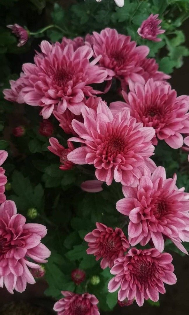 Flowering plants for your loveonce (Category: Plants & Seeds) located in Quezon City. Submitted by cjpadilla (Listing ID 1468284554, Image 3). Description: .