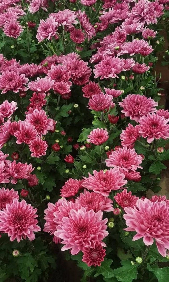 Flowering plants for your loveonce (Category: Plants & Seeds) located in Quezon City. Submitted by cjpadilla (Listing ID 1468284554, Image 2). Description: .