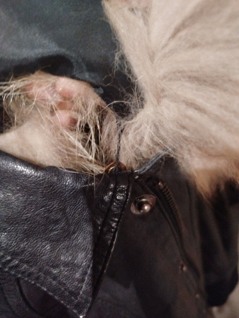 Fur Leather Black Coat (Category: Coats, Jackets and Outerwear) located in Quezon City. Submitted by cuteitemsonlyyy (Listing ID 1468414740, Image 3). Description: - Brand: Blues Heroes - Item: Fur Leather Black Coat / Jacket - Size: S (EU 36 / UK 8 / US 4) - Material: Genuine leather body with plush furry collar - Design: Full zip-up front, snap button closures, side zip pockets, and ribbed hem - Condition: Layered condition 4, well-maintained -