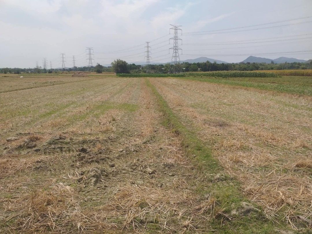IRIGGATED RICE LAND (Category: Lot) located in Pasig City. Submitted by raymondjuatan0078 (Listing ID 1468479011, Image 1). Description: Lot for sale!! Location: Polong Bugallon,Pangasinan Kind: Irrigated Rice land Titled property Area: 5,899 .5 sqm. Fresh air and good ambiance 💯 Updated tax Perfect for investment opportunity vacation home For viewing available saturday and sunday only CASH BASIS ONLY❗️❗️❗️.