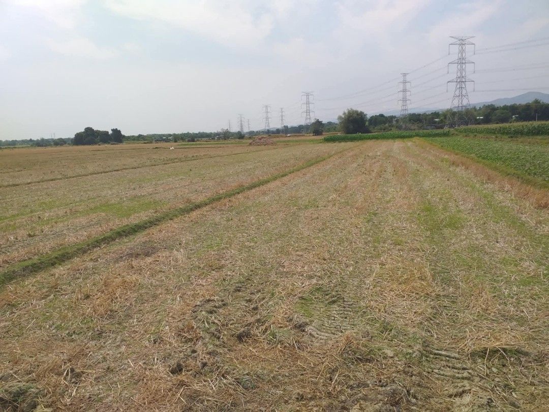 IRIGGATED RICE LAND (Category: Lot) located in Pasig City. Submitted by raymondjuatan0078 (Listing ID 1468479011, Image 3). Description: Lot for sale!! Location: Polong Bugallon,Pangasinan Kind: Irrigated Rice land Titled property Area: 5,899 .5 sqm. Fresh air and good ambiance 💯 Updated tax Perfect for investment opportunity vacation home For viewing available saturday and sunday only CASH BASIS ONLY❗️❗️❗️.