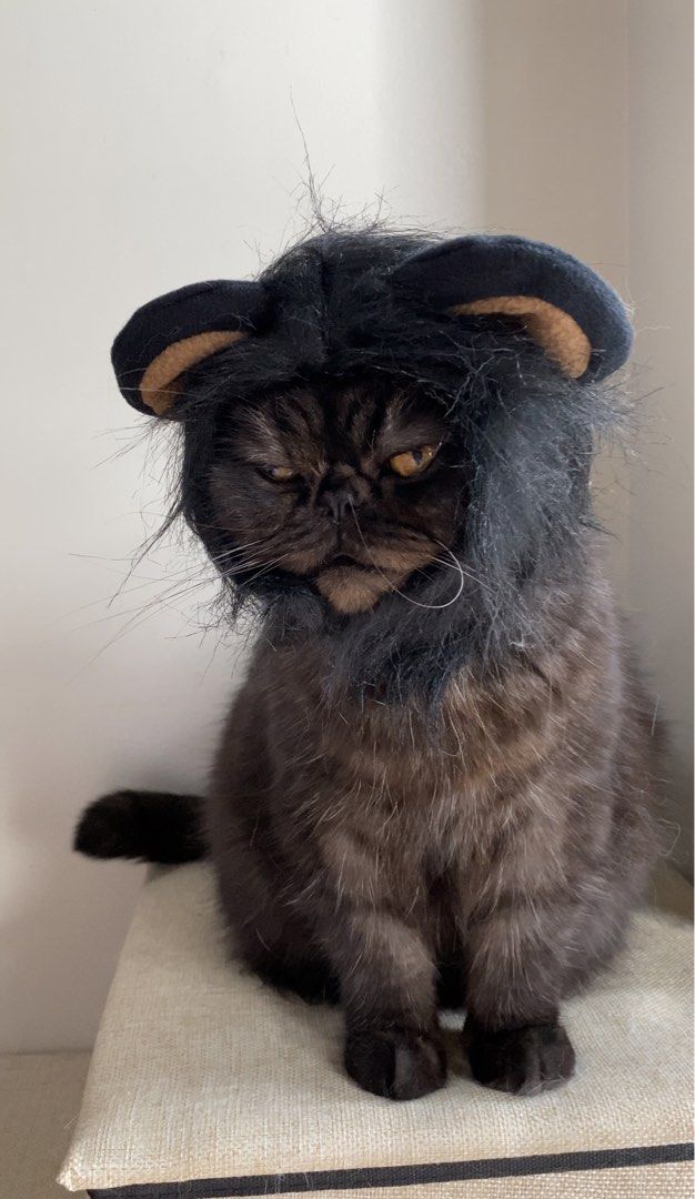 Lion Mane Pet Costume Wig Cap Hat (Category: Homes & Other Pet Accessories) located in Quezon City. Submitted by meowketplace (Listing ID 1468389337, Image 2). Description: Size: S Used for photos and videos only RFS: Decluttering.
