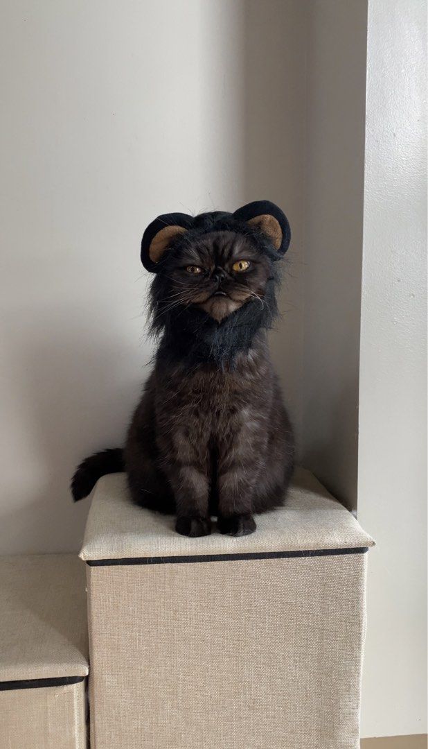Lion Mane Pet Costume Wig Cap Hat (Category: Homes & Other Pet Accessories) located in Quezon City. Submitted by meowketplace (Listing ID 1468389337, Image 1). Description: Size: S Used for photos and videos only RFS: Decluttering.