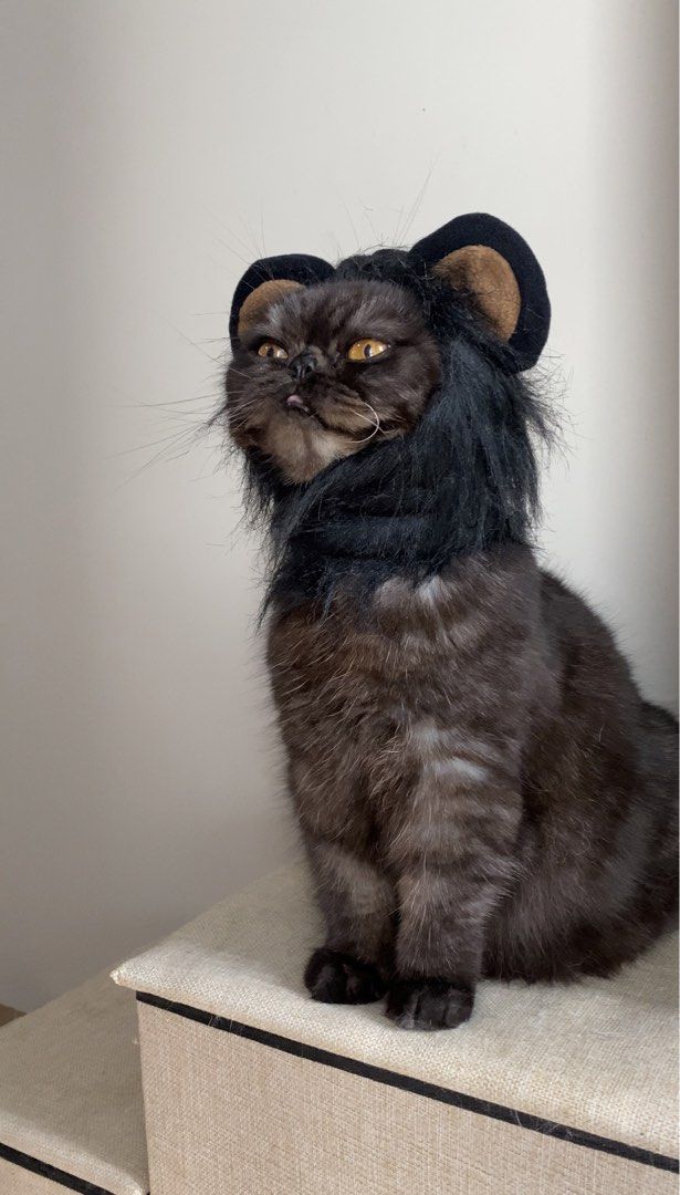 Lion Mane Pet Costume Wig Cap Hat (Category: Homes & Other Pet Accessories) located in Quezon City. Submitted by meowketplace (Listing ID 1468389337, Image 3). Description: Size: S Used for photos and videos only RFS: Decluttering.