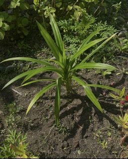 (Category: ) located in . Submitted by plantswap (Listing ID 1468291338, Image 1). Description: .