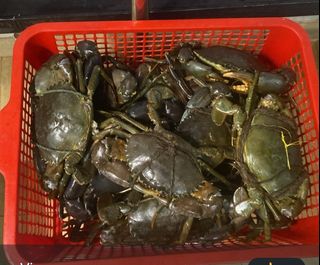 (Category: ) located in . Submitted by crab.simaak (Listing ID 1468381618, Image 1). Description: .