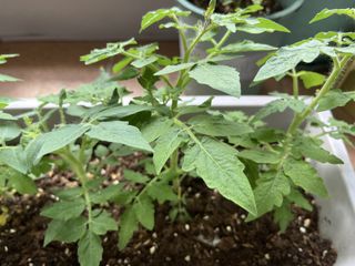 （分類：）位於 。 由 cloudy.202209 提交（商品編號 1468337027，圖片 1）。簡介： 。