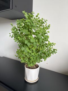 （分類：）位於 。 由 chunnnna 提交（商品編號 1468541281，圖片 1）。簡介： 。