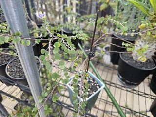 （分類：）位於 。 由 ching99013 提交（商品編號 1468584253，圖片 1）。簡介： 。