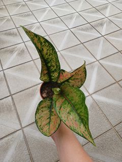 (Category: ) located in . Submitted by limyouyou (Listing ID 1468558546, Image 1). Description: .