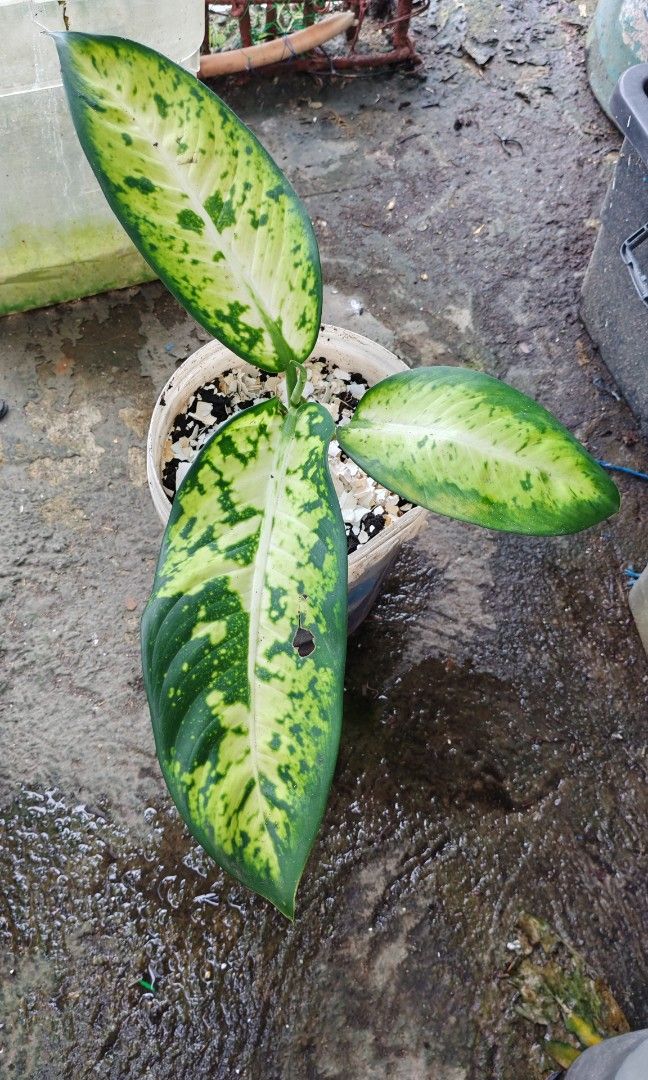 Dieeffinbachia (Category: Plants & Seeds) located in Quezon City. Submitted by plantcorner (Listing ID 1468526550, Image 3). Description: 2 pots avail 150 isa.