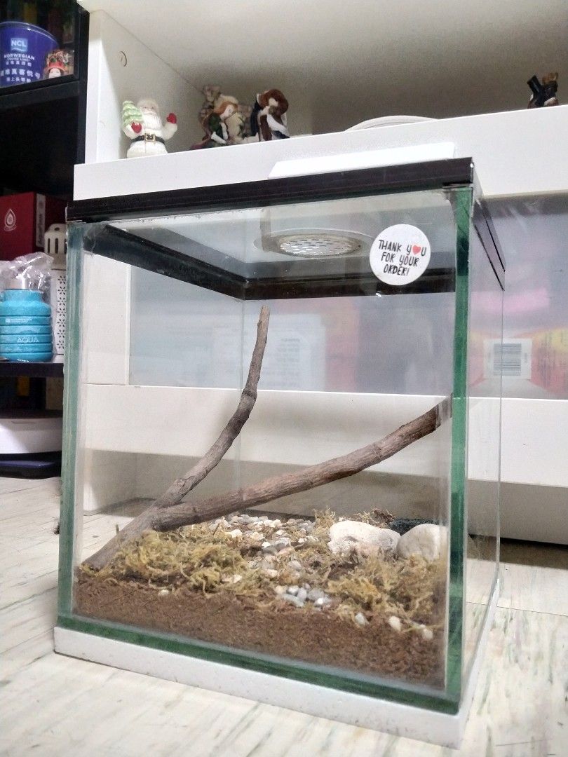 Fosorial enclosure (Category: Homes & Other Pet Accessories) located in Binan City. Submitted by scuteriztha (Listing ID 1468596456, Image 3). Description: fosorial enclosure thick glass lwh 8x8x8 via inches aluminum framing sliding front top ventilation with stainless hole with set up with styro slick type 650.