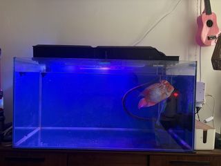 (Category: ) located in . Submitted by olliepang (Listing ID 1468532603, Image 1). Description: .
