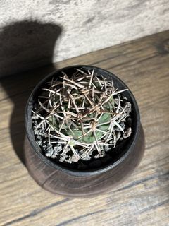 （分類：）位於 。 由 nikumachi 提交（商品編號 1468547759，圖片 1）。簡介： 。
