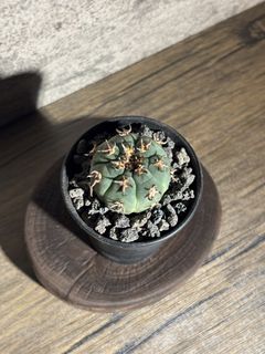 （分類：）位於 。 由 nikumachi 提交（商品編號 1468553708，圖片 1）。簡介： 。