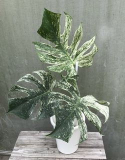 (Category: ) located in . Submitted by PlantsRanger (Listing ID 1468550300, Image 1). Description: .