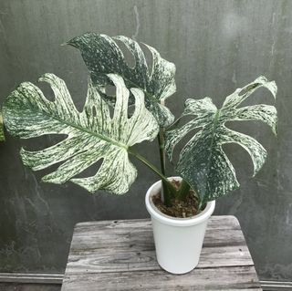 (Category: ) located in . Submitted by PlantsRanger (Listing ID 1468551055, Image 1). Description: .