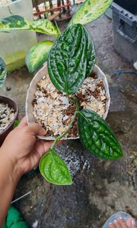 (Category: ) located in . Submitted by plantcorner (Listing ID 1468526881, Image 1). Description: .