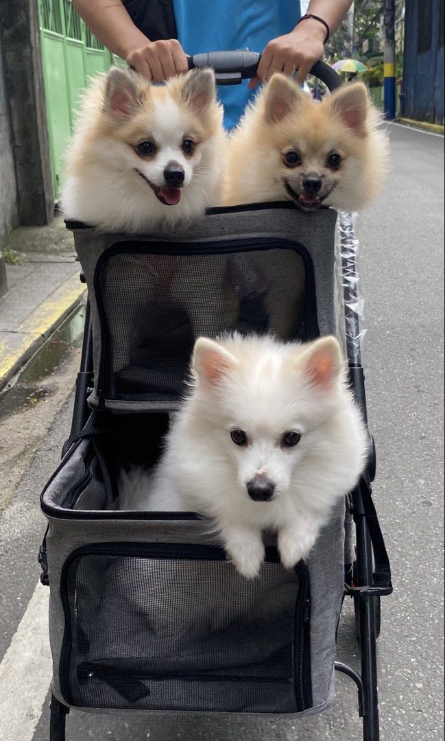 pet detachable & foldable stroller (Category: Homes & Other Pet Accessories) located in Mandaluyong City. Submitted by rainiiah (Listing ID 1468578234, Image 3). Description: good as new suitable weight: less than 25kg (height) 103 x (width) 40 x (length) 63 cm .
