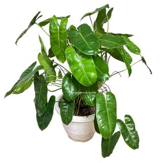 (Category: ) located in . Submitted by simplygreendiaries (Listing ID 1468691968, Image 1). Description: .