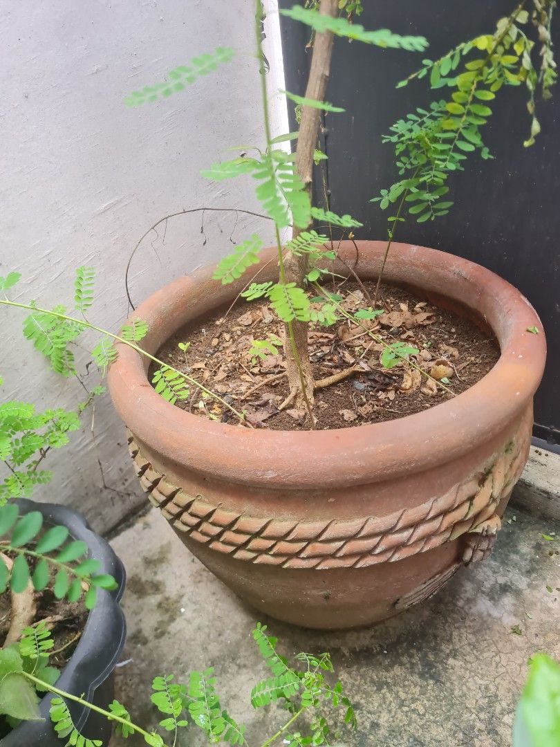 plant pot (Category: Pots & Planters) located in Quezon City. Submitted by declutter1990 (Listing ID 1468506084, Image 2). Description: - Large 15-inch terracotta pot in an earthy reddish-brown color - Features a stylish textured rope design around the rim - Heavy and sturdy build, ideal for indoor or outdoor plants - Comes complete with soil and a small growing plant inside - Great addition to any home or garden setup.