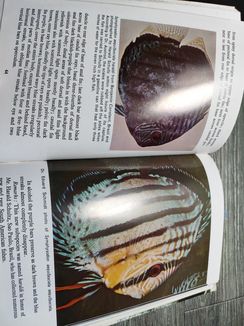 PRELOVED: ALL ABOUT DISCUS HOBBY BOOKS FISH KEEPING (Category: Storybooks) located in Antipolo. Submitted by frost.bite (Listing ID 1468552669, Image 3). Description: .