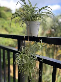 （分類：）位於 。 由 ltplants 提交（商品編號 1468503928，圖片 1）。簡介： 。