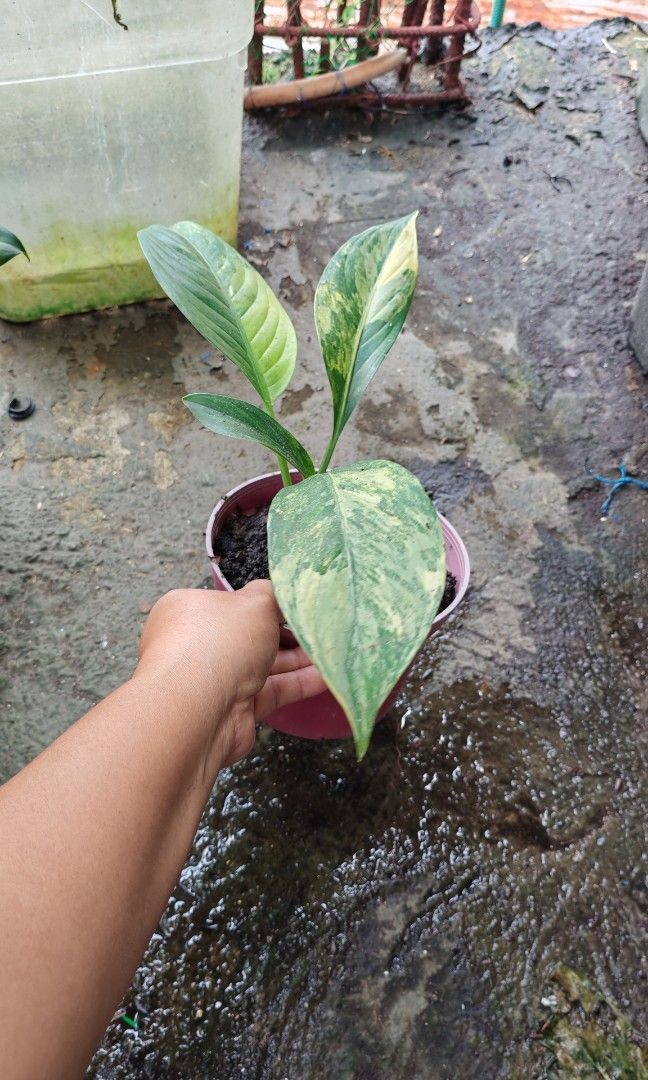 Variegated elephant ear (Category: Plants & Seeds) located in Quezon City. Submitted by plantcorner (Listing ID 1468526353, Image 2). Description: 250 each.