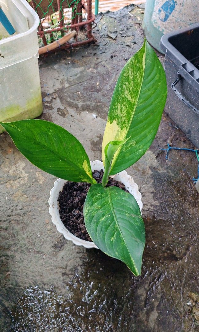 Variegated elephant ear (Category: Plants & Seeds) located in Quezon City. Submitted by plantcorner (Listing ID 1468526353, Image 3). Description: 250 each.