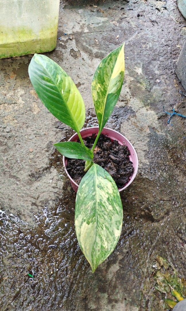 Variegated elephant ear (Category: Plants & Seeds) located in Quezon City. Submitted by plantcorner (Listing ID 1468526353, Image 1). Description: 250 each.