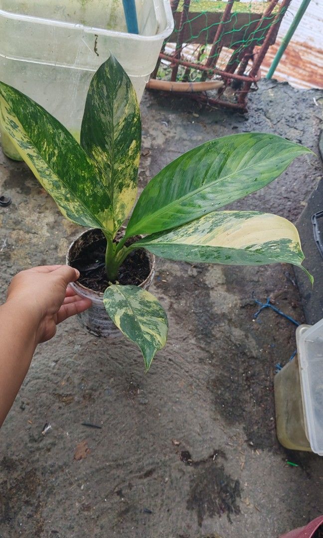 Variegated elephant ear (Category: Plants & Seeds) located in Quezon City. Submitted by plantcorner (Listing ID 1468527365, Image 2). Description: Premium var.