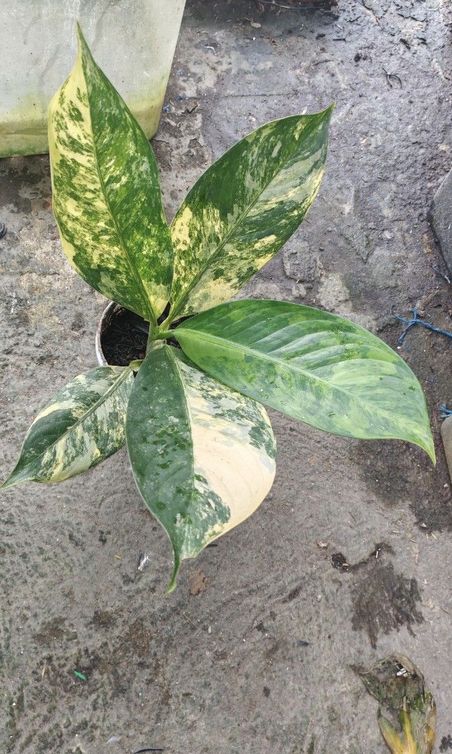 Variegated elephant ear (Category: Plants & Seeds) located in Quezon City. Submitted by plantcorner (Listing ID 1468527365, Image 1). Description: Premium var.