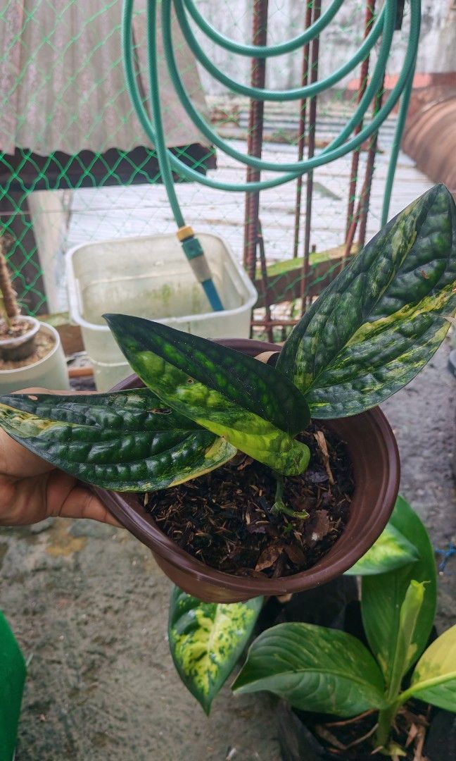 Variegated monstera peru (Category: Plants & Seeds) located in Quezon City. Submitted by plantcorner (Listing ID 1468527207, Image 2). Description: .