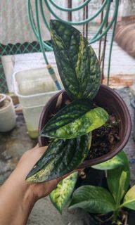 (Category: ) located in . Submitted by plantcorner (Listing ID 1468527207, Image 1). Description: .