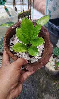 (Category: ) located in . Submitted by plantcorner (Listing ID 1468527019, Image 1). Description: .