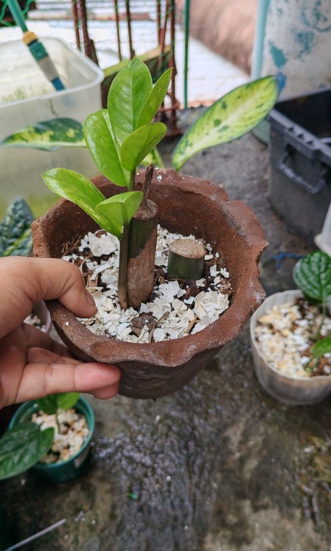 Variegated peace lily (Category: Plants & Seeds) located in Quezon City. Submitted by plantcorner (Listing ID 1468527019, Image 2). Description: Small size.