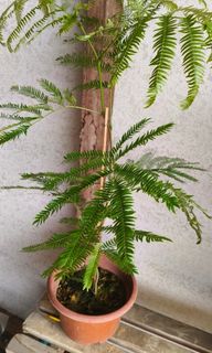 Japanese Ever Fresh Tree, Furniture & Home Living, Gardening, Plants ...
